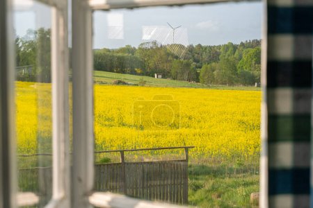 Old vintage windows outlook yellow field of raps