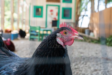 Chiken, hen in a special house