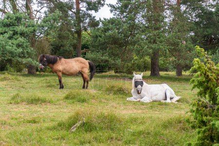 Téléchargez les photos : Un cheval les yeux bandés broutant dans la nature - en image libre de droit