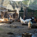 Domestic ducks and chickens in the poultry yard. chickens and duck on farm Free range