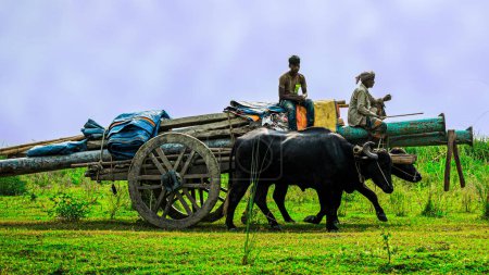 Photo for Ishwardi, Bangladesh - 10.10.2022: two big buffaloes are pulling cart with pipes, an old man and a teenager are sitting on top - Royalty Free Image