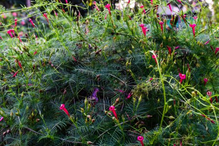 Photo for Cypress vine, Ipomoea quamoclit is blooming. Selective focus - Royalty Free Image