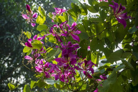 Foto de Flor púrpura de la Bauhinia, árbol púrpura de la orquídea del primer plano o Bauhinia púrpura (Bauhinia purpurea L.) - Imagen libre de derechos