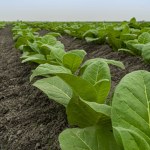Field of tobacco. tobacco plantation, tobacco cultivation in Bangladesh