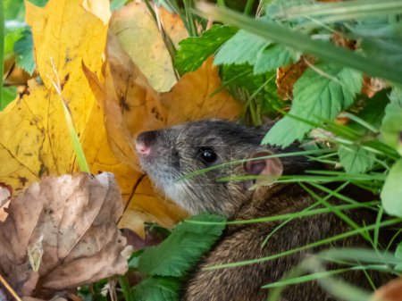 Téléchargez les photos : Gros plan du rat commun (Rattus norvegicus) avec fourrure gris foncé et brune dans l'herbe verte. Paysages fauniques - en image libre de droit