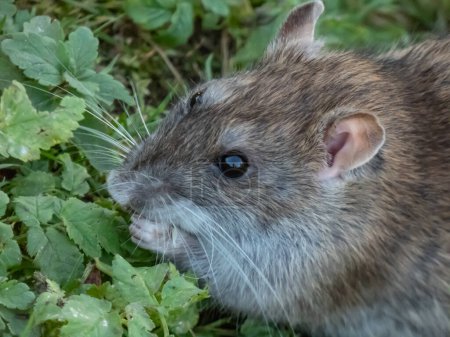 Photo for Close-up of the Common rat (Rattus norvegicus) with dark grey and brown fur in green grass. Wildlife scenery - Royalty Free Image