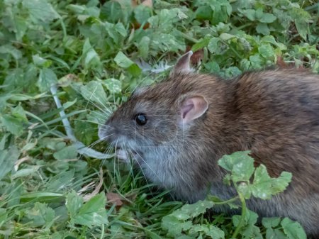Téléchargez les photos : Gros plan du rat commun (Rattus norvegicus) avec fourrure gris foncé et brune dans l'herbe verte. Paysages fauniques - en image libre de droit