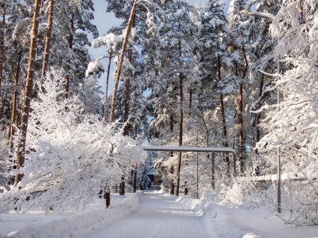 Téléchargez les photos : Vue sur route blanche couverte de neige après de fortes chutes de neige entourée d'arbres enneigés. Conte d'hiver. Accumulation de neige sur la surface de conduite en hiver - en image libre de droit