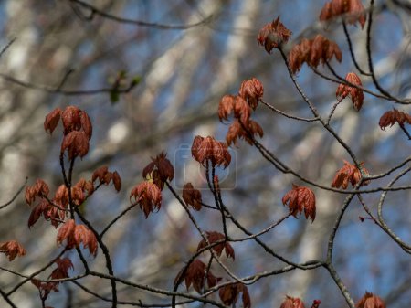 Kleine, grüne Blätter des Roten Ahorns (Acer rubrum), die im zeitigen Frühling rot gefärbt werden, mit blauem Himmel im Hintergrund