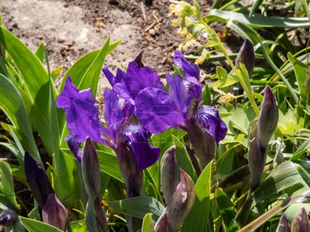 Téléchargez les photos : Iris pygmée ou iris nain (Pumila Hybrida) Caerulea fleurissant avec des fleurs simples violettes qui forment des taches plus sombres sur les chutes dans le jardin en été - en image libre de droit