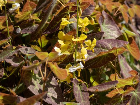 Téléchargez les photos : La Barrenwort (Epimedium perralichicum) 'Frohnleiten' fleurit avec des grappes de fleurs jaune vif au printemps. - en image libre de droit