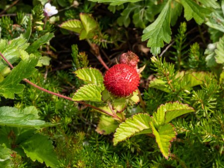 Foto de Mock, Indian or false strawberry (Potentilla indica) or backyard strawberry with red fruit in the garden in summer - Imagen libre de derechos