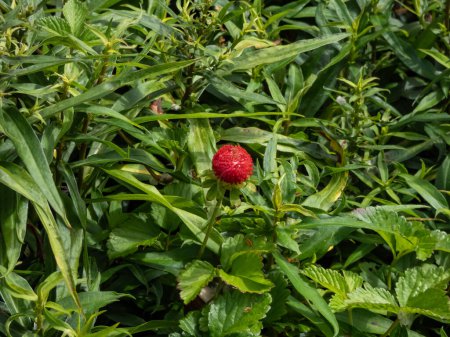 Foto de Mock, Indian or false strawberry (Potentilla indica) or backyard strawberry with red fruit in the garden in summer - Imagen libre de derechos