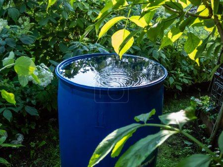 Téléchargez les photos : Blue, plastic water barrel reused for collecting and storing rainwater for watering plants full with water and water dripping from the roof during summer day surrounded with vegetation - en image libre de droit