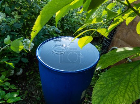 Barrica de agua azul de plástico reutilizada para recoger y almacenar agua de lluvia para regar plantas llenas de agua y goteo de agua desde el techo durante el día de verano rodeado de vegetación.
