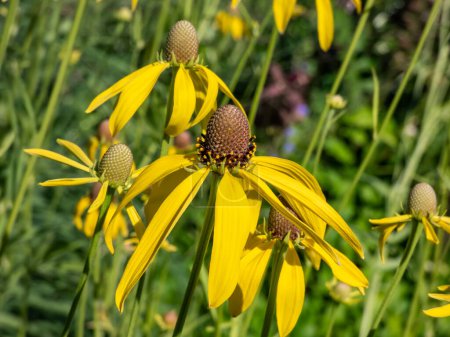 Pinnate prairie coneflower, gray-head, yellow or prairie coneflower (Ratibida pinnata) blooming with yellow flower heads containing up to 15 ray florets. The center is globular or oval in shape.