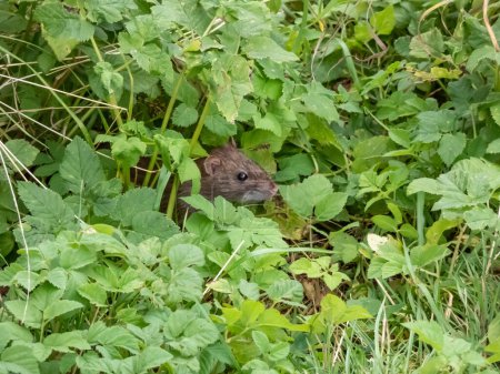 Téléchargez les photos : Gros plan du rat commun (Rattus norvegicus) avec une fourrure gris foncé et brune assise dans l'herbe verte - en image libre de droit