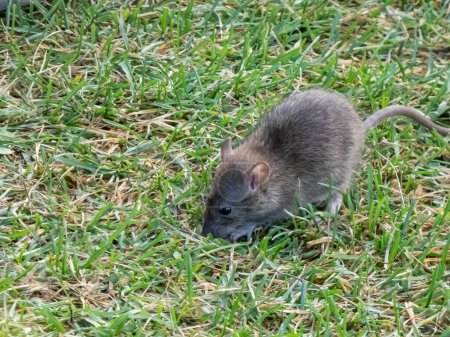 Foto de Primer plano de la rata común (Rattus norvegicus) con pelaje gris oscuro y marrón sentado en la hierba verde - Imagen libre de derechos