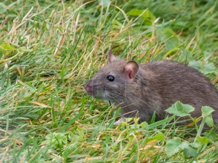 Téléchargez les photos : Gros plan du rat commun (Rattus norvegicus) avec une fourrure gris foncé et brune assise dans l'herbe verte - en image libre de droit