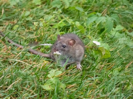 Foto de Primer plano de la rata común (Rattus norvegicus) con pelaje gris oscuro y marrón sentado en la hierba verde - Imagen libre de derechos