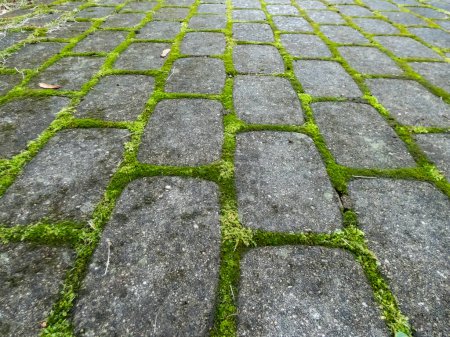 Téléchargez les photos : Vue rapprochée de la chaussée avec mousse verte entre toutes les briques. De la mousse poussant sur la chaussée. Modèle géométrique à l'extérieur dans la nature et la ville - en image libre de droit