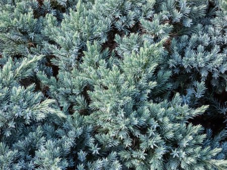 Dwarf evergreen shrub  - Flaky juniper or singleseed juniper (juniperus squamata )'Blue star' with dense, sparkling silver-blue foliage growing in a rock garden in early autumn
