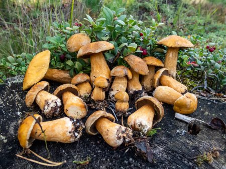 Photo for Group of the velvet bolete or variegated bolete (Suillus variegatus) on the tree stem in the forest. Collecting edible mushrooms - Royalty Free Image