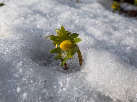 Foto de Macro de flores rodeadas de nieve blanca - Acónito de invierno (Eranthis hyemalis) que comienza a florecer en primavera. Una de las primeras flores en aparecer del suelo a finales de invierno y principios de primavera - Imagen libre de derechos