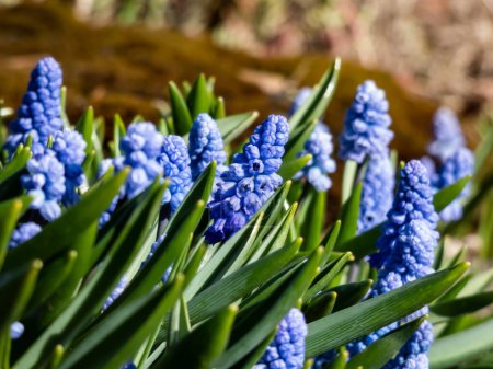 Foto de Grupo de encantadores y compactos jacintos de uva azul porcelana (Muscari azureum) con flores largas en forma de campana y hojas verdes floreciendo a principios de primavera - Imagen libre de derechos