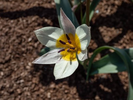 Foto de Primer plano de la planta con flores en forma de estrella - Tulipán de Turquestán (Tulipa turcestanica). Flores blancas marfil con chichón basal amarillo, las anteras son de color violeta oscuro - Imagen libre de derechos