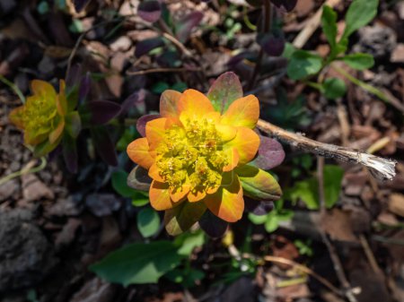 Photo for Cushion spurge (Euphorbia polychroma) Bonfire with dark green flushed maroon-purple foliage and bright yellow flowers in the spring, surrounded by yellow-orange bracts - Royalty Free Image