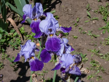 Foto de Close-up shot of the bearded iris or German bearded iris (Iris germanica) 'Amas' or 'Macrantha' blooming with large flower with deep violet standards and sky-blue falls in the garden in summer - Imagen libre de derechos