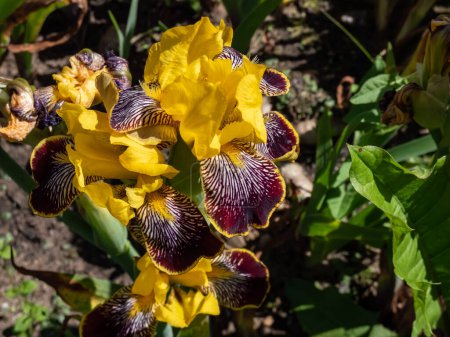 Photo for Close-up shot of the tall bearded iris (Iris germanica) 'Maori king' with standards - rich golden- yellow, falls - velvety crimson margined gold in garden - Royalty Free Image
