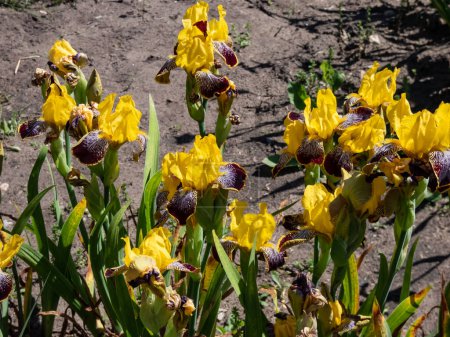 Photo for Close-up shot of the tall bearded iris (Iris germanica) 'Maori king' with standards - rich golden- yellow, falls - velvety crimson margined gold in garden - Royalty Free Image