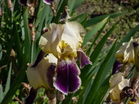 Photo for Close-up shot of the tall bearded iris (Iris germanica) 'Wingolf' blooming with pale yellow and purple flowers in garden in summer - Royalty Free Image