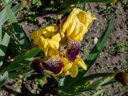 Photo for Close-up shot of the tall bearded iris (Iris germanica) 'Flammenschwert' blooming glowing golden yellow standards and deep maroon red to almost burgundy brown-red zebra-patterned falls - Royalty Free Image