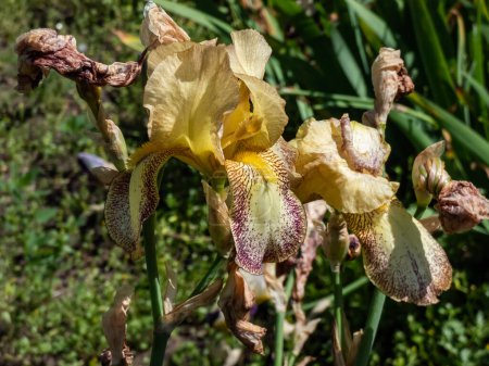 Photo for Close-up shot of the tall bearded iris (Iris germanica) 'Siegfried' blooming with golden bronze standards edged brown, ruffled falls are cream, edged golden bronze and veined red brown - Royalty Free Image