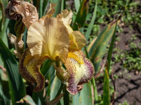 Photo for Close-up shot of the tall bearded iris (Iris germanica) 'Siegfried' blooming with golden bronze standards edged brown, ruffled falls are cream, edged golden bronze and veined red brown - Royalty Free Image