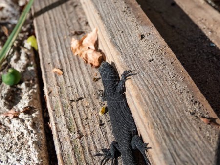 Foto de Bebé pequeño y negro del lagarto Viviparous o lagarto común (Zootoca vivipara) tomando el sol en la brillante luz del sol en la vieja puerta de madera pintada - Imagen libre de derechos