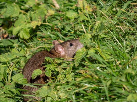 Téléchargez les photos : Gros plan du rat commun (Rattus norvegicus) avec une fourrure gris foncé et brune assise dans l'herbe verte sous un soleil éclatant - en image libre de droit