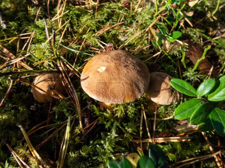 Photo for Brown - yellow perfect mushroom velvet bolete (Suillus variegatus) in dry leaves and moss in the forest. Close up of edible mushroom in the sunlight. Autumn background - Royalty Free Image