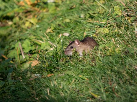 Foto de Primer plano de la rata común (Rattus norvegicus) con pelaje gris oscuro y marrón sentado en la hierba verde a la luz del sol - Imagen libre de derechos