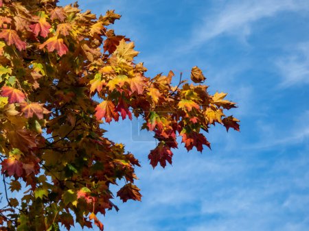 Téléchargez les photos : Vue des branches d'un grand érable plein de feuilles qui changent de couleur, passant du vert au jaune, à l'orange et au rouge en automne, sous un soleil éclatant - en image libre de droit