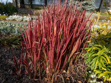 Téléchargez les photos : Un cultivar japonais d'herbe à sang (Imperata cylindrica) Baron rouge avec des feuilles rouges et vertes cultivées comme plante ornementale dans le jardin. Accent lumineux dans le jardin - en image libre de droit