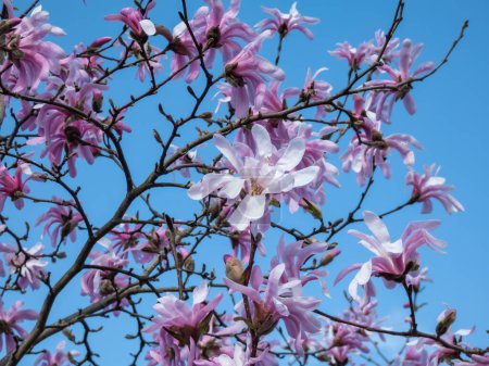 Photo for Close-up shot of the Pink star-shaped flowers of blooming Star magnolia - Magnolia stellata cultivar 'Rosea' in bright sunlight in early spring with dark blue sky in background. Beautiful magnolia scenery - Royalty Free Image