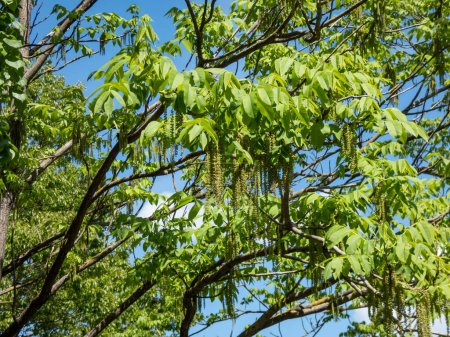 Téléchargez les photos : Vue des branches du Noyer (Juglans cathayensis) avec des feuilles vert vif fleurissant avec des fleurs pendantes au printemps - en image libre de droit