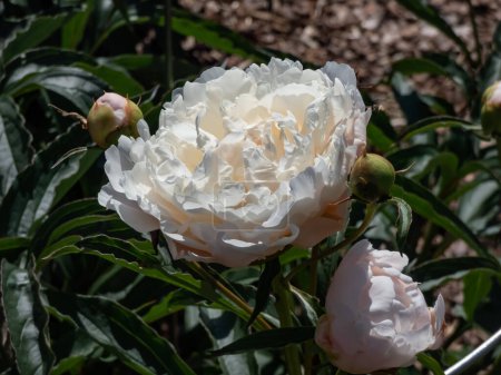 Téléchargez les photos : Pivoine (Paeonia lactiflora) 'La Rosiere' fleurissant avec des fleurs doubles blanches en été - en image libre de droit
