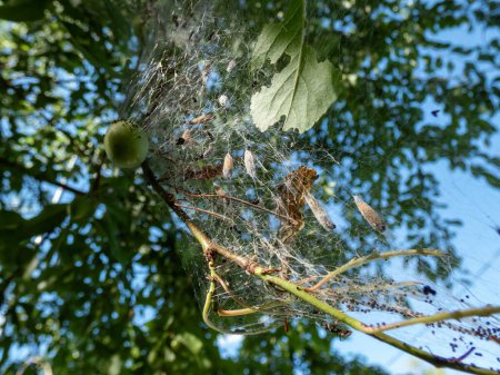 Photo for Larvae of the Bird-cherry ermine (Yponomeuta evonymella) in their cocoon in a white web on a tree developing in white moths in summer - Royalty Free Image