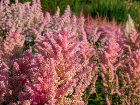Photo for Hybrid Astilbe, False Spirea (Astilbe x arendsii) 'Elizabeth Bloom' blooming with feathery, soft-pink plumes of flowers, over a compact mound of elegant, lacy green leaves - Royalty Free Image
