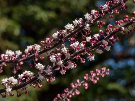 Téléchargez les photos : Macro-photo de Bugbane (Cimicifuga simplex) 'Atropurpurea' fleurissant avec des épis denses de petites fleurs blanches parfumées au début de l'automne, teintées de violet en bourgeon au soleil avec un fond flou - en image libre de droit